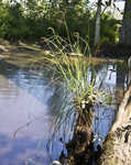 Cypressknee sedge